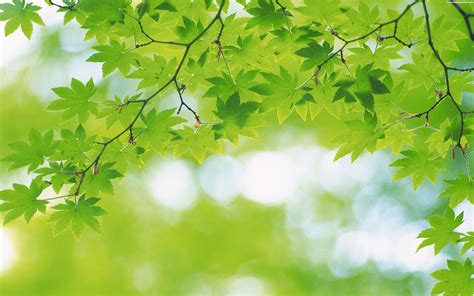 greenfanriki|Userpage of Greenery .